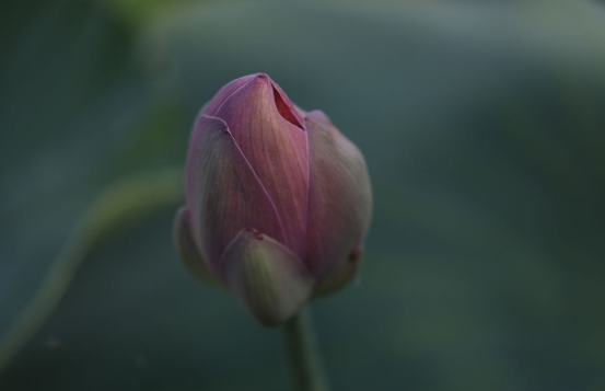 “荷你相约·情满理工”首届荷花节